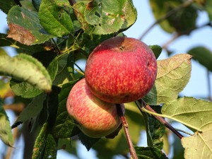 gesunde-ernährung-aepfel